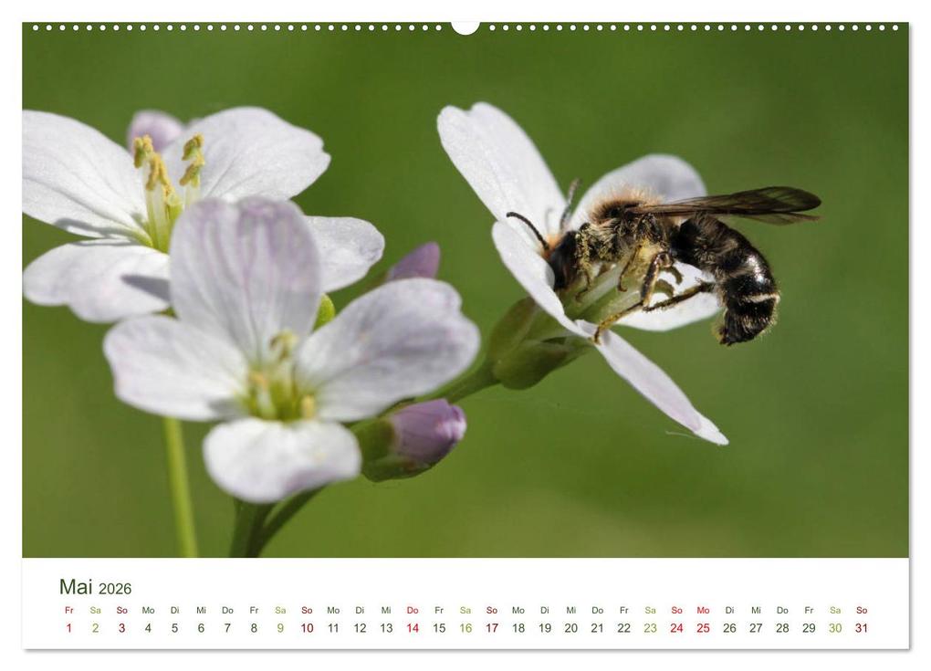 Weitere Ansicht: Wildbienen im Garten (hochwertiger Premium Wandkalender 2026 DIN A2 quer), Kunstdruck in Hochglanz | Calvendo, Silvia Hahnefeld