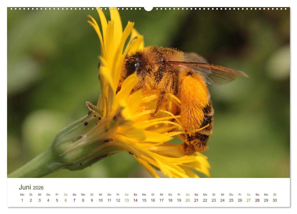 Weitere Ansicht: Wildbienen im Garten (hochwertiger Premium Wandkalender 2026 DIN A2 quer), Kunstdruck in Hochglanz | Calvendo, Silvia Hahnefeld
