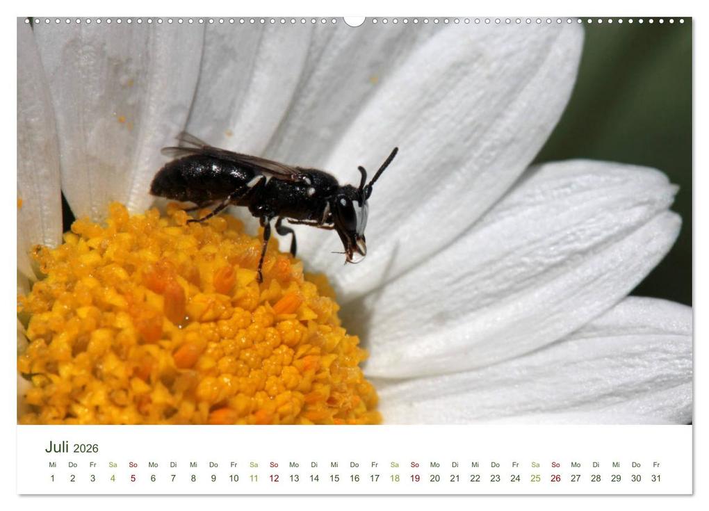 Weitere Ansicht: Wildbienen im Garten (hochwertiger Premium Wandkalender 2026 DIN A2 quer), Kunstdruck in Hochglanz | Calvendo, Silvia Hahnefeld