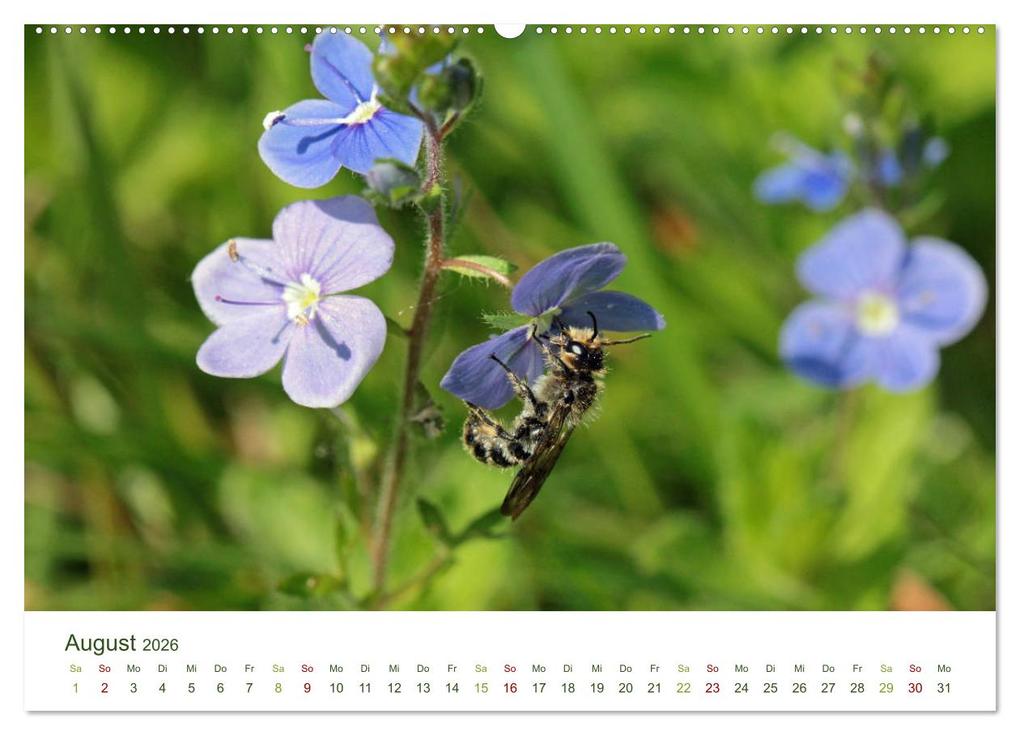 Weitere Ansicht: Wildbienen im Garten (hochwertiger Premium Wandkalender 2026 DIN A2 quer), Kunstdruck in Hochglanz | Calvendo, Silvia Hahnefeld