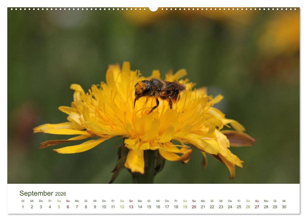 Weitere Ansicht: Wildbienen im Garten (hochwertiger Premium Wandkalender 2026 DIN A2 quer), Kunstdruck in Hochglanz | Calvendo, Silvia Hahnefeld