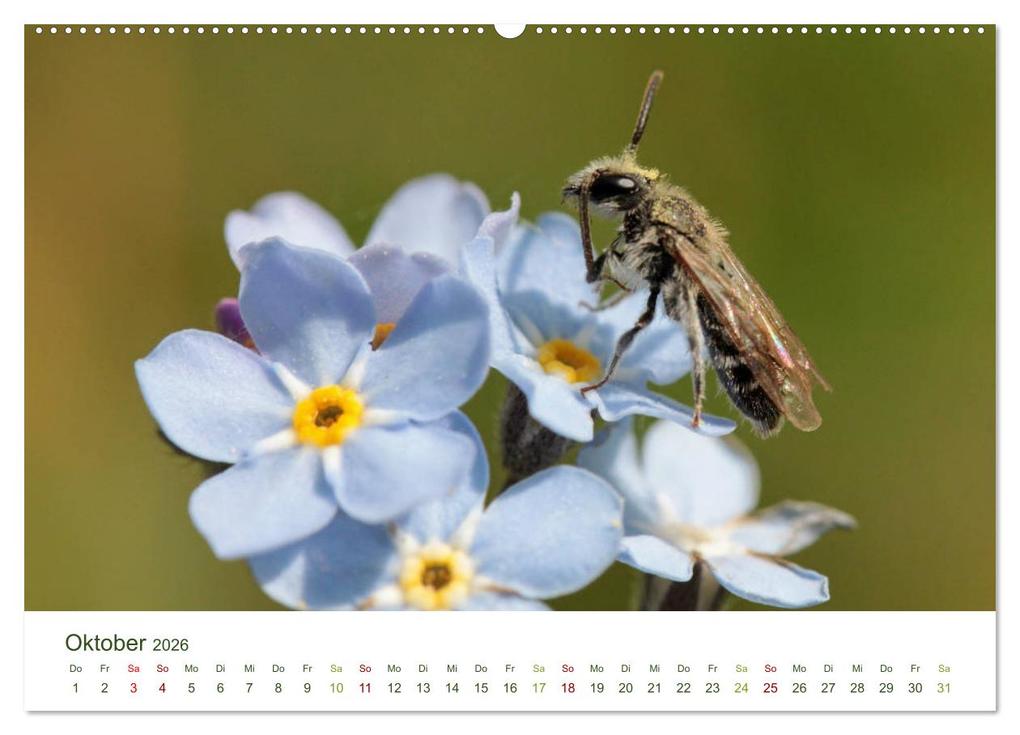 Weitere Ansicht: Wildbienen im Garten (hochwertiger Premium Wandkalender 2026 DIN A2 quer), Kunstdruck in Hochglanz | Calvendo, Silvia Hahnefeld