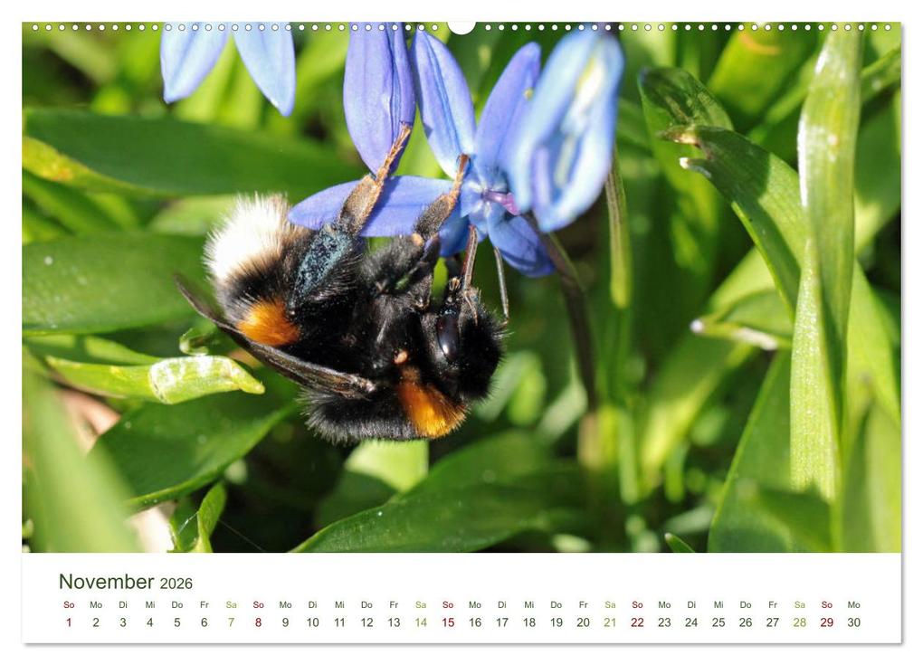 Weitere Ansicht: Wildbienen im Garten (hochwertiger Premium Wandkalender 2026 DIN A2 quer), Kunstdruck in Hochglanz | Calvendo, Silvia Hahnefeld