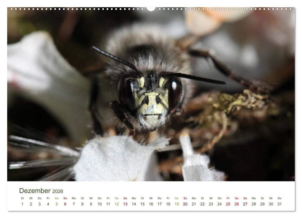 Weitere Ansicht: Wildbienen im Garten (hochwertiger Premium Wandkalender 2026 DIN A2 quer), Kunstdruck in Hochglanz | Calvendo, Silvia Hahnefeld