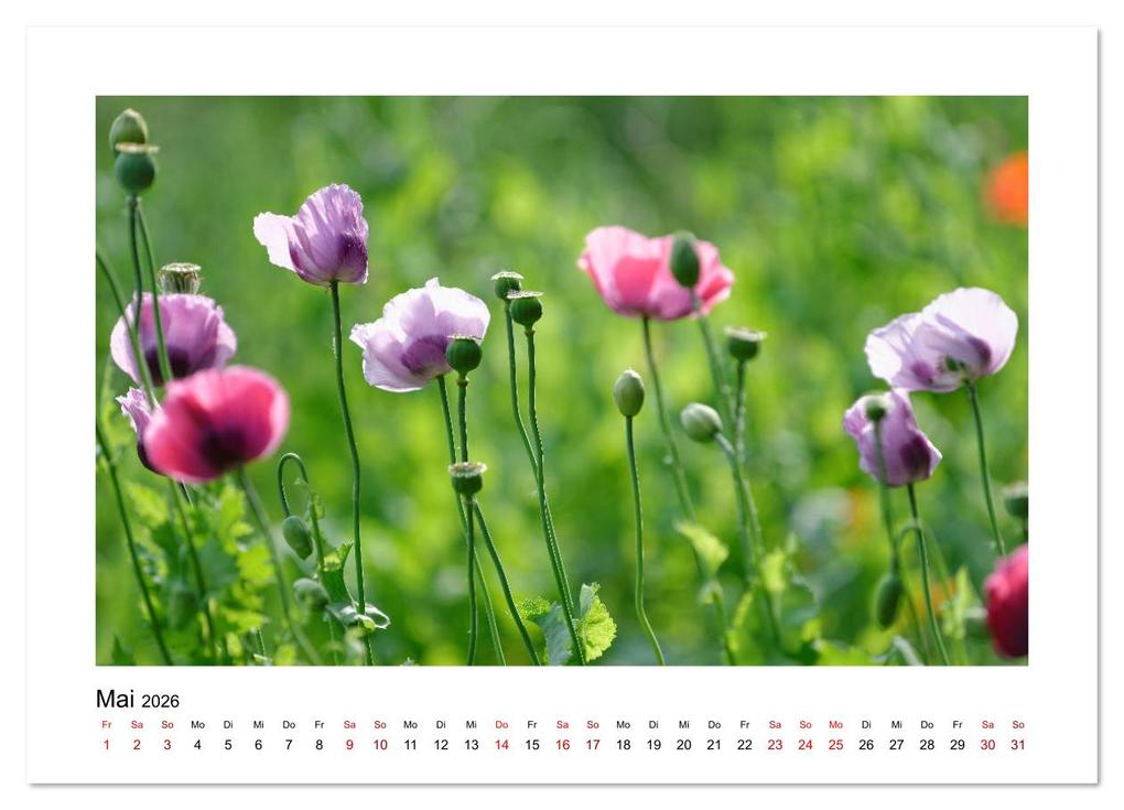 Weitere Ansicht: Garten-Idylle 2026 (hochwertiger Premium Wandkalender 2026 DIN A2 quer), Kunstdruck in Hochglanz | Calvendo, Tobias Trapp