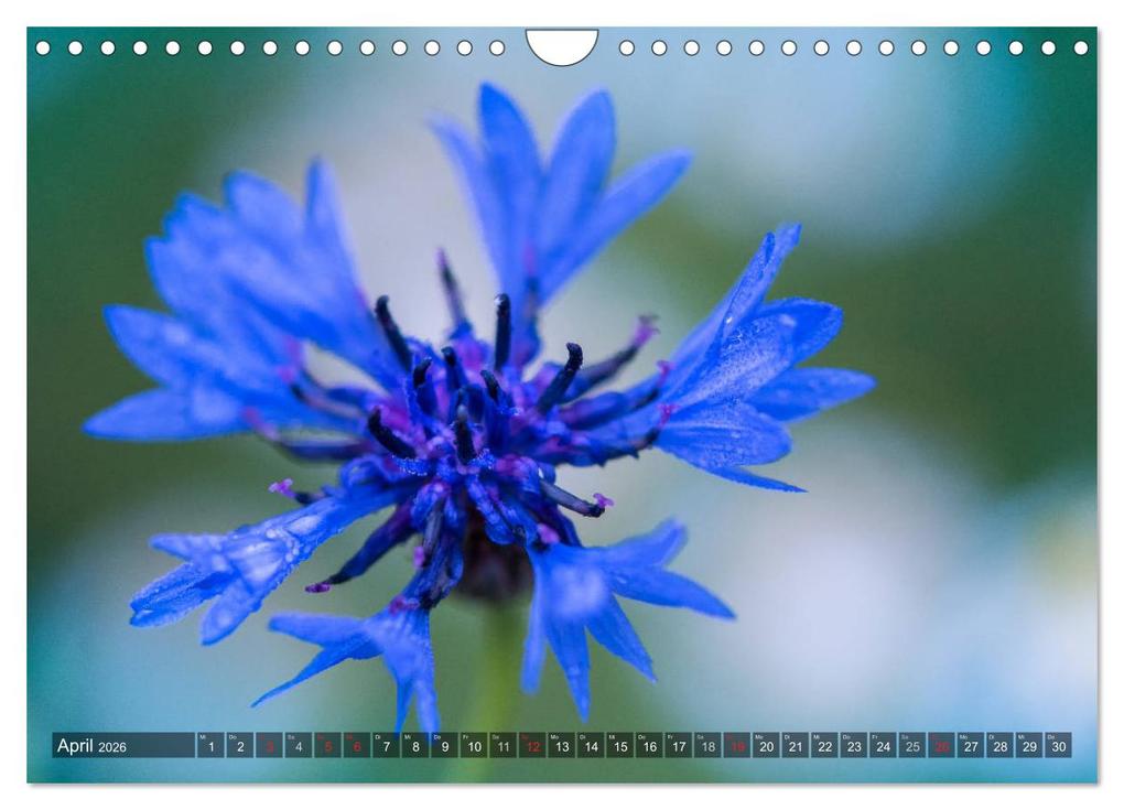 Weitere Ansicht: Feng Shui Farben - Element Wasser (Wandkalender 2026 DIN A4 quer), CALVENDO Monatskalender | Sonja Teßen, Calvendo