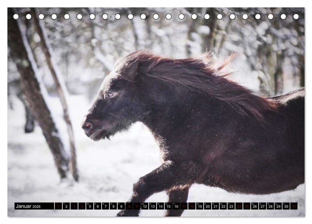 Weitere Ansicht: Shetlandpony Kalender (Tischkalender 2026 DIN A5 quer), CALVENDO Monatskalender | Nina D. Fotografie, Calvendo