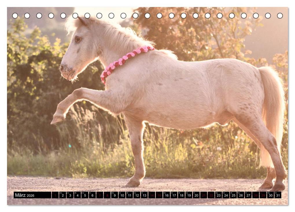 Weitere Ansicht: Shetlandpony Kalender (Tischkalender 2026 DIN A5 quer), CALVENDO Monatskalender | Nina D. Fotografie, Calvendo