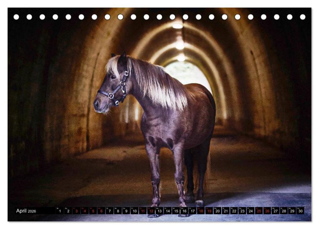 Weitere Ansicht: Shetlandpony Kalender (Tischkalender 2026 DIN A5 quer), CALVENDO Monatskalender | Nina D. Fotografie, Calvendo
