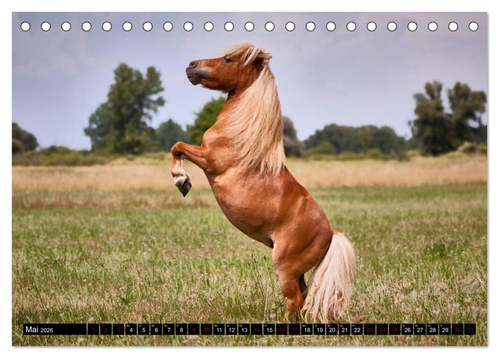Weitere Ansicht: Shetlandpony Kalender (Tischkalender 2026 DIN A5 quer), CALVENDO Monatskalender | Nina D. Fotografie, Calvendo