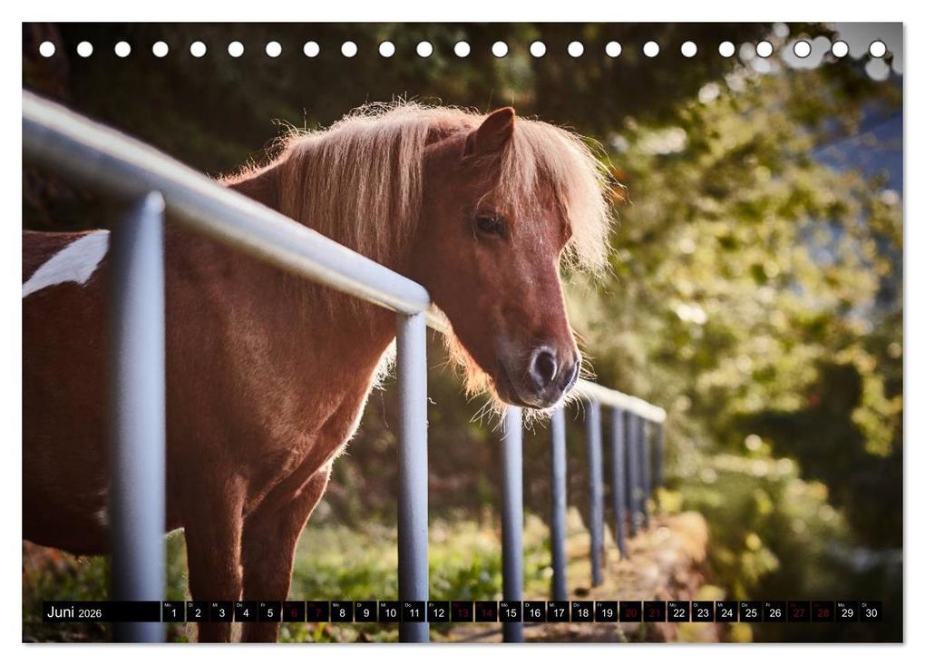 Weitere Ansicht: Shetlandpony Kalender (Tischkalender 2026 DIN A5 quer), CALVENDO Monatskalender | Nina D. Fotografie, Calvendo