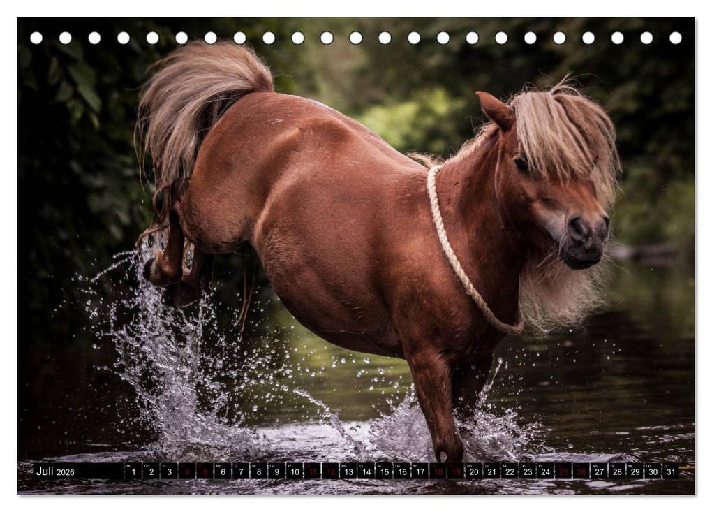 Weitere Ansicht: Shetlandpony Kalender (Tischkalender 2026 DIN A5 quer), CALVENDO Monatskalender | Nina D. Fotografie, Calvendo