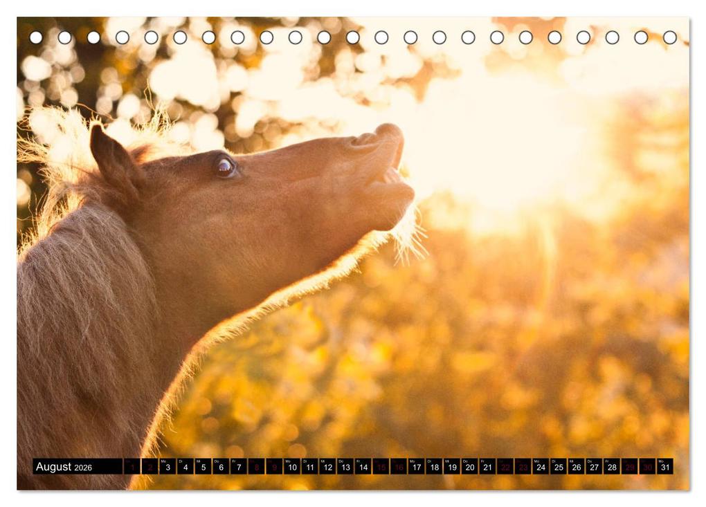 Weitere Ansicht: Shetlandpony Kalender (Tischkalender 2026 DIN A5 quer), CALVENDO Monatskalender | Nina D. Fotografie, Calvendo