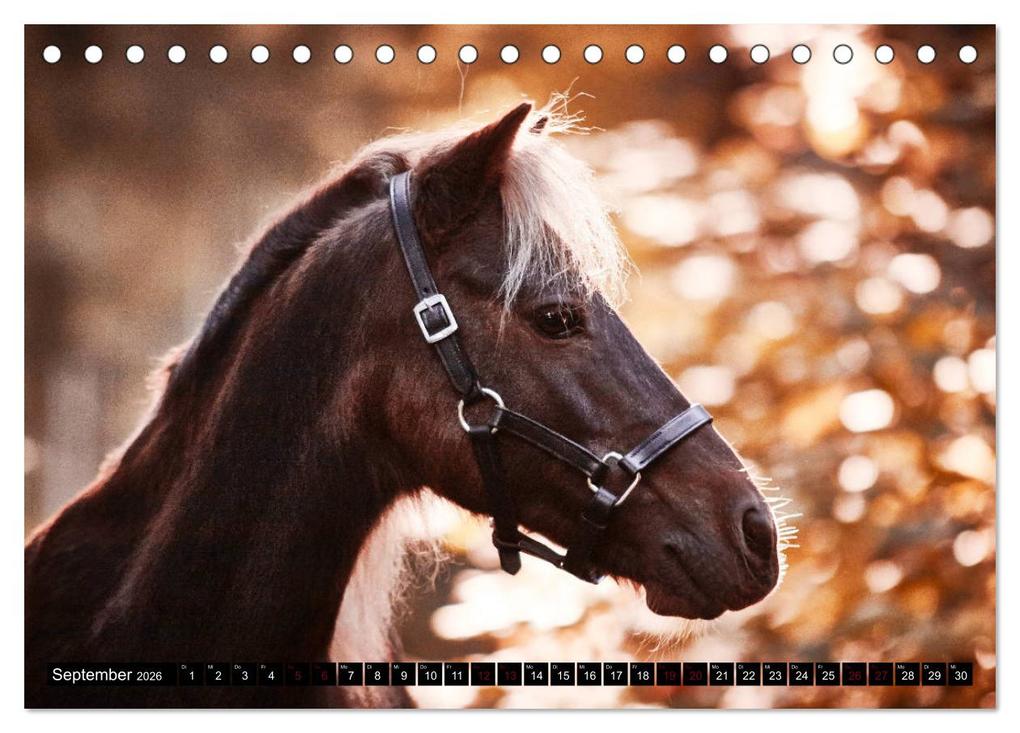 Weitere Ansicht: Shetlandpony Kalender (Tischkalender 2026 DIN A5 quer), CALVENDO Monatskalender | Nina D. Fotografie, Calvendo