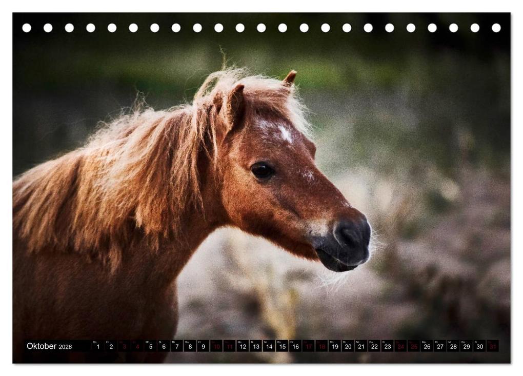 Weitere Ansicht: Shetlandpony Kalender (Tischkalender 2026 DIN A5 quer), CALVENDO Monatskalender | Nina D. Fotografie, Calvendo