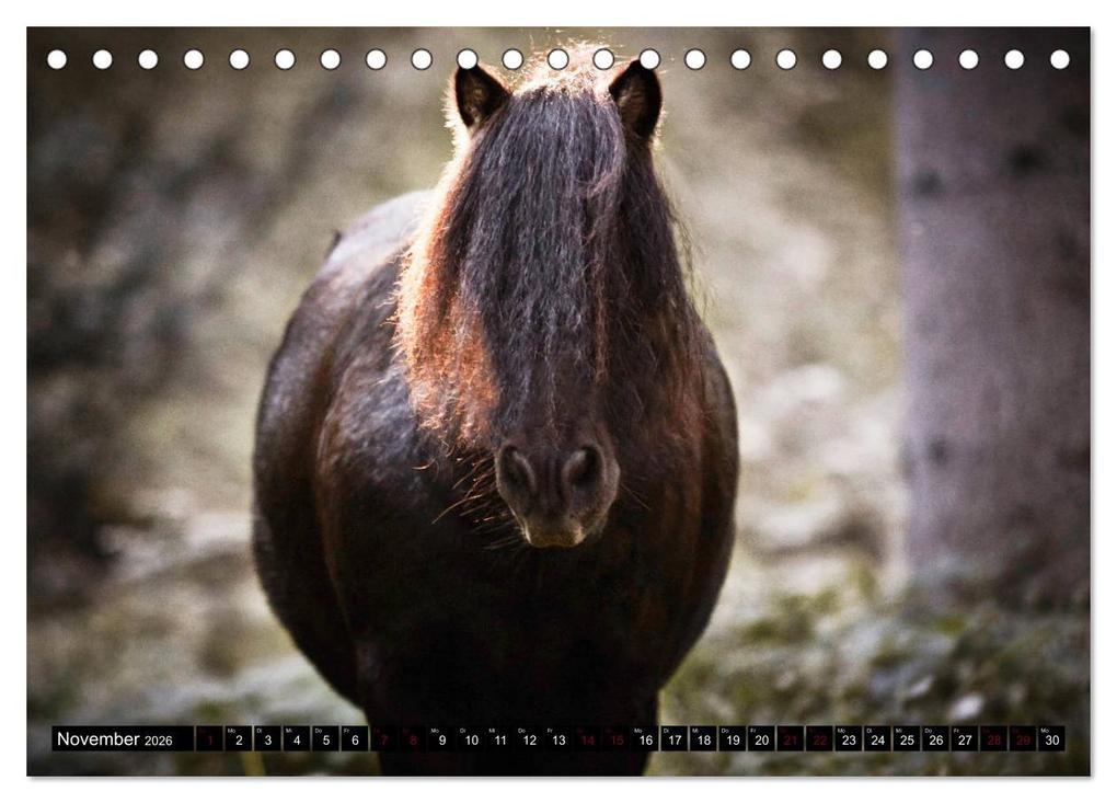 Weitere Ansicht: Shetlandpony Kalender (Tischkalender 2026 DIN A5 quer), CALVENDO Monatskalender | Nina D. Fotografie, Calvendo