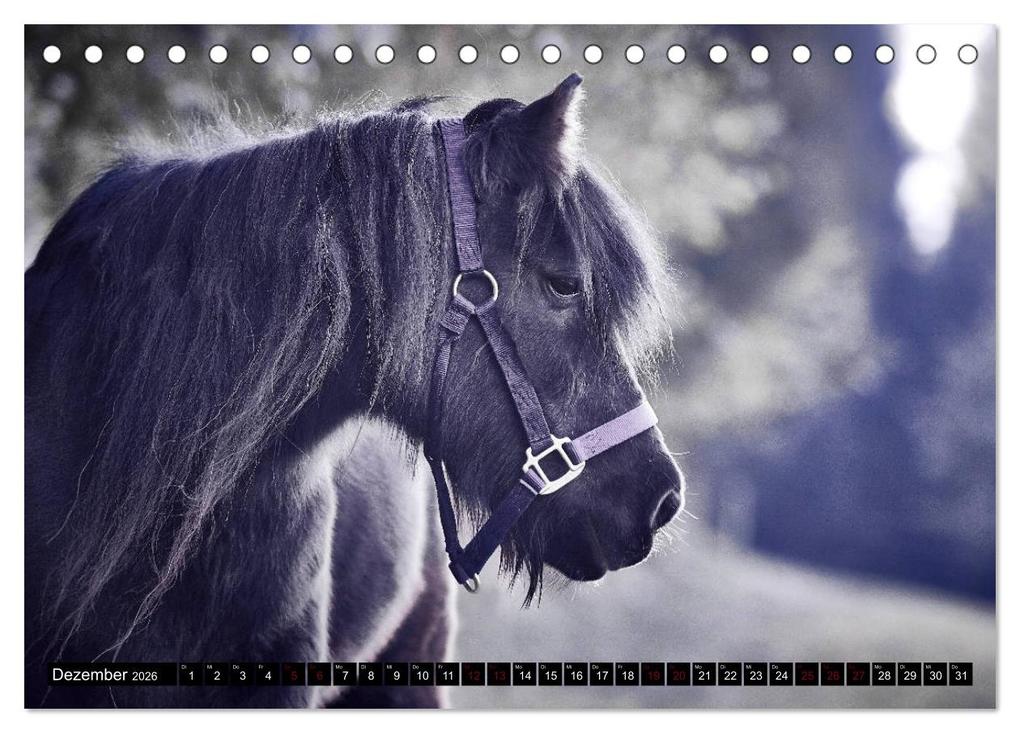 Weitere Ansicht: Shetlandpony Kalender (Tischkalender 2026 DIN A5 quer), CALVENDO Monatskalender | Nina D. Fotografie, Calvendo