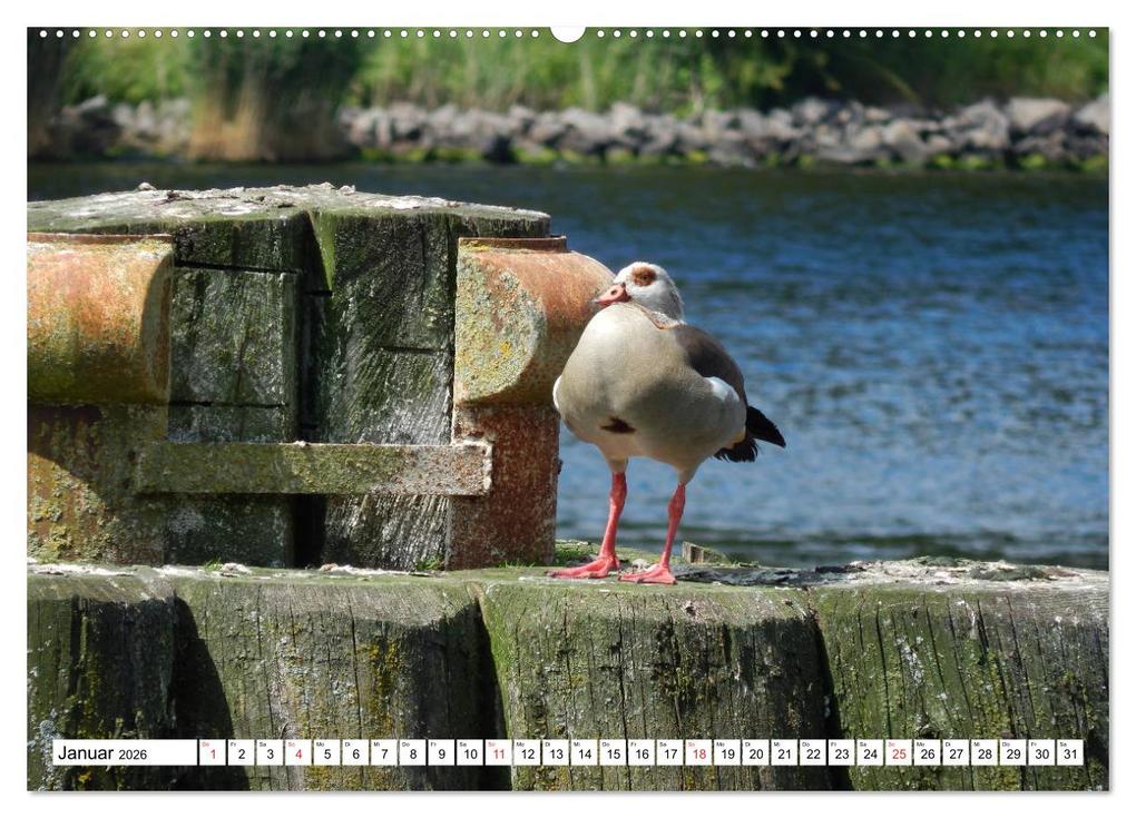 Weitere Ansicht: Schleswig-Holstein Moin Moin (Wandkalender 2026 DIN A2 quer), CALVENDO Monatskalender | Martina Busch, Calvendo
