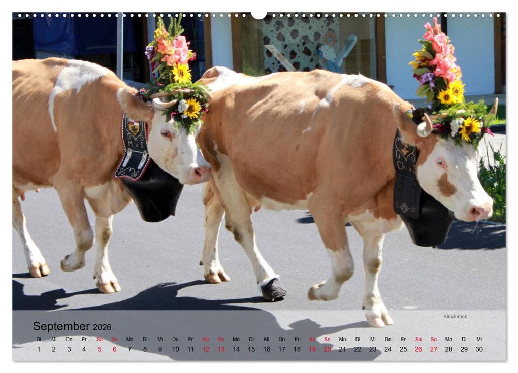 Weitere Ansicht: Saanenland. Ein Kalender aus dem Berner Oberland (hochwertiger Premium Wandkalender 2026 DIN A2 quer), Kunstdruck in Hochglanz | Utes FotografieKontor, Calvendo