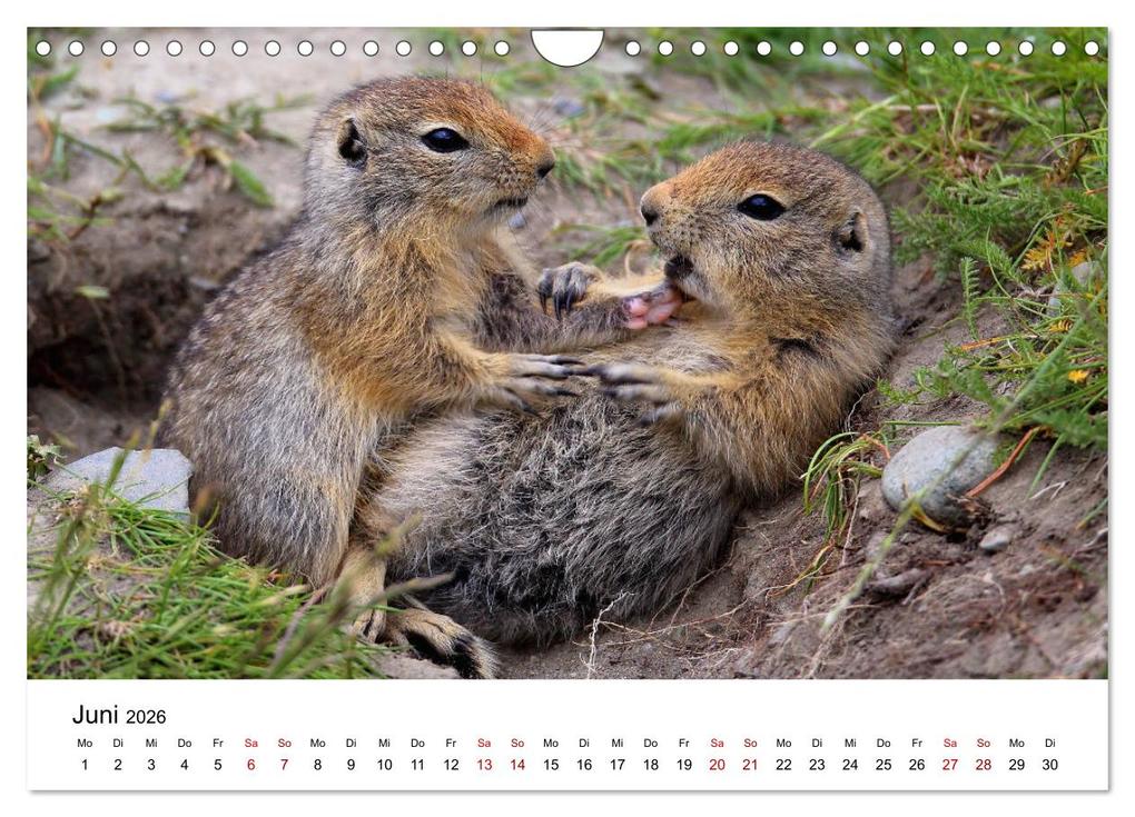 Weitere Ansicht: Alaska und West-Kanada (Wandkalender 2026 DIN A4 quer), CALVENDO Monatskalender | Carsten Braue, Calvendo