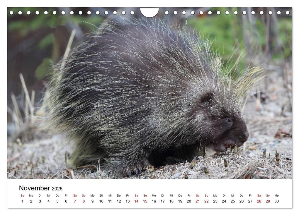 Weitere Ansicht: Alaska und West-Kanada (Wandkalender 2026 DIN A4 quer), CALVENDO Monatskalender | Carsten Braue, Calvendo