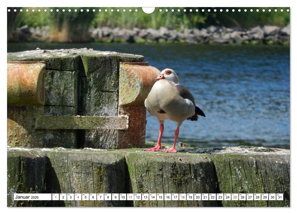 Weitere Ansicht: Schleswig-Holstein Moin Moin (Wandkalender 2026 DIN A3 quer), CALVENDO Monatskalender | Martina Busch, Calvendo