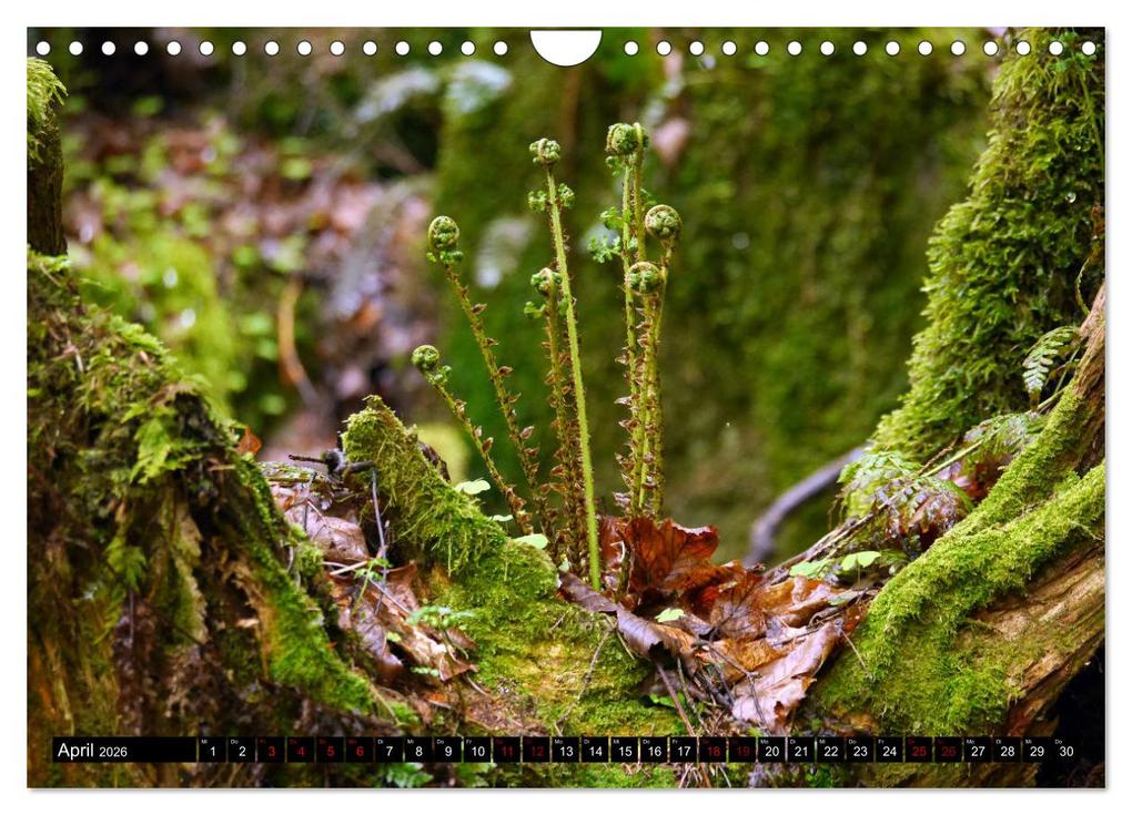 Weitere Ansicht: Die im Schatten wachsen - Farne (Wandkalender 2026 DIN A4 quer), CALVENDO Monatskalender | Calvendo, Pörli Won