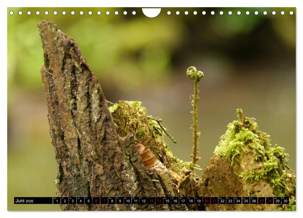 Weitere Ansicht: Die im Schatten wachsen - Farne (Wandkalender 2026 DIN A4 quer), CALVENDO Monatskalender | Calvendo, Pörli Won