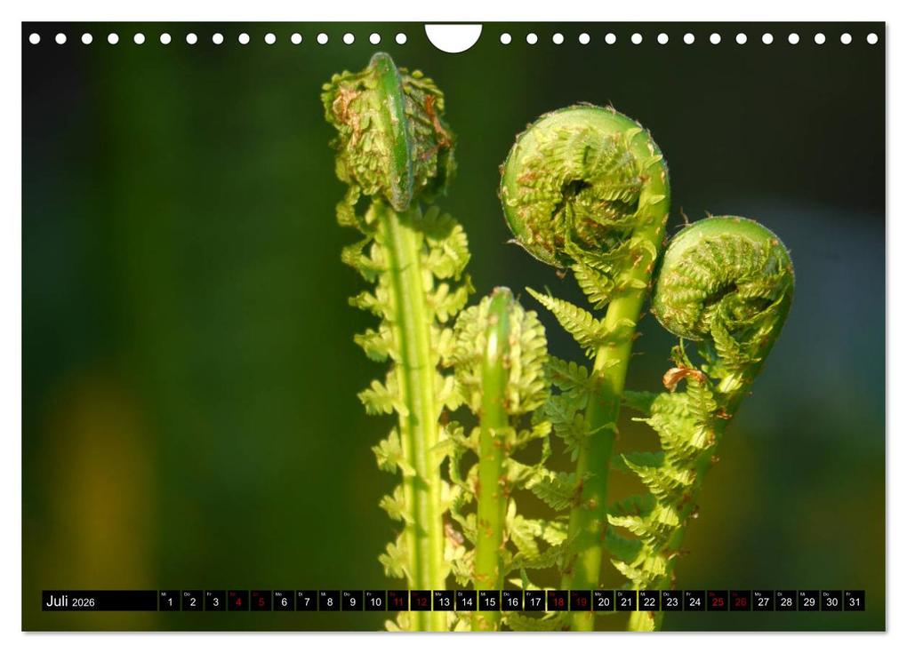 Weitere Ansicht: Die im Schatten wachsen - Farne (Wandkalender 2026 DIN A4 quer), CALVENDO Monatskalender | Calvendo, Pörli Won