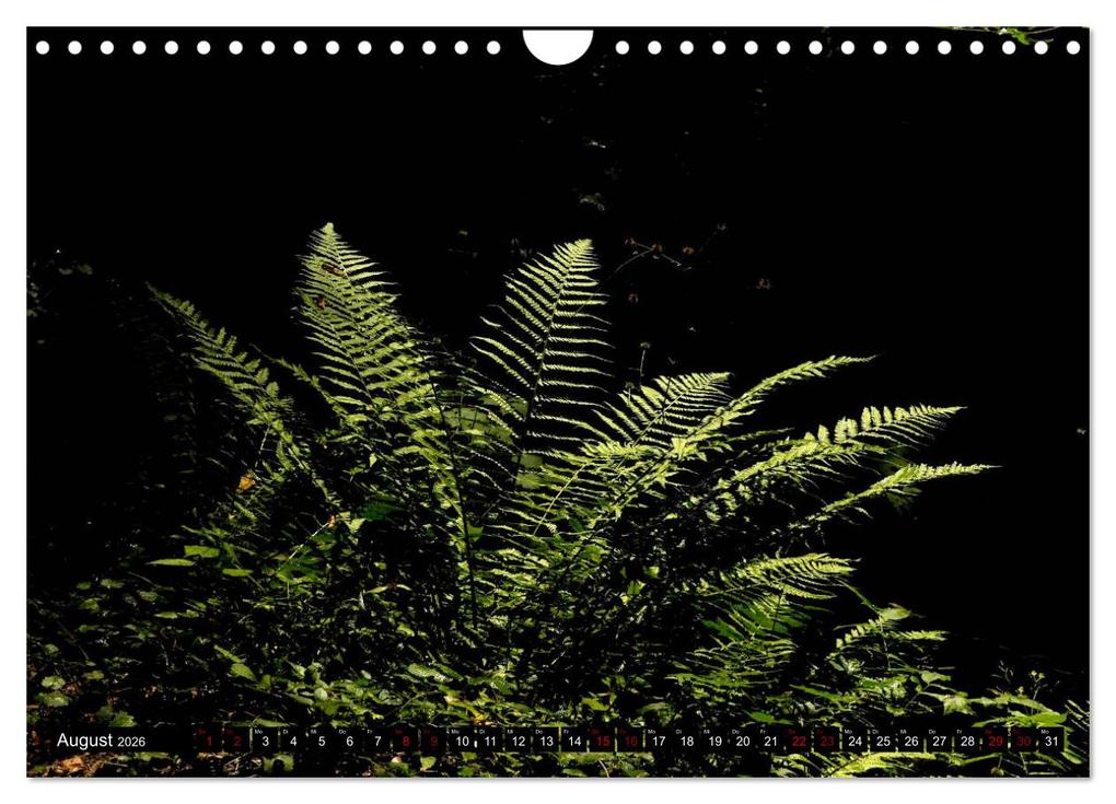 Weitere Ansicht: Die im Schatten wachsen - Farne (Wandkalender 2026 DIN A4 quer), CALVENDO Monatskalender | Calvendo, Pörli Won