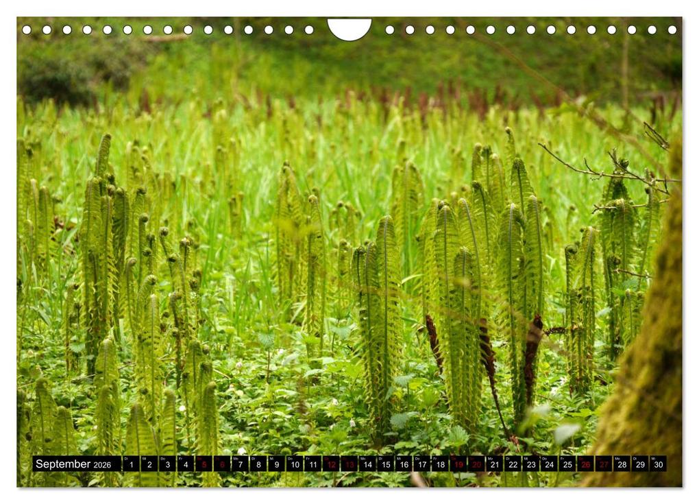 Weitere Ansicht: Die im Schatten wachsen - Farne (Wandkalender 2026 DIN A4 quer), CALVENDO Monatskalender | Calvendo, Pörli Won