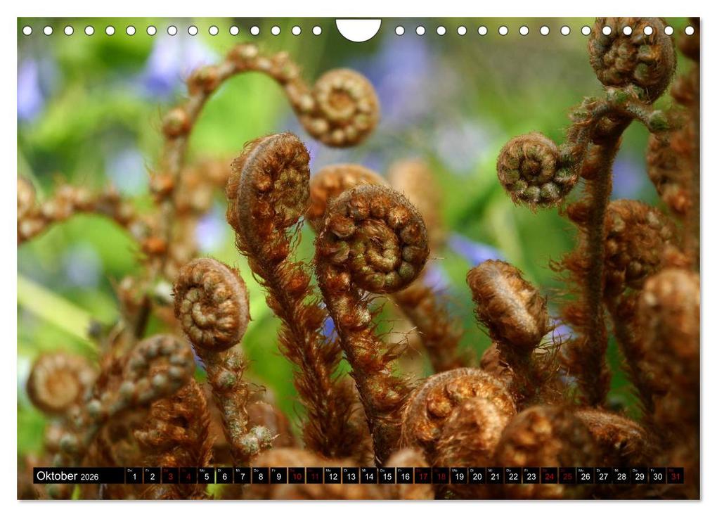 Weitere Ansicht: Die im Schatten wachsen - Farne (Wandkalender 2026 DIN A4 quer), CALVENDO Monatskalender | Calvendo, Pörli Won