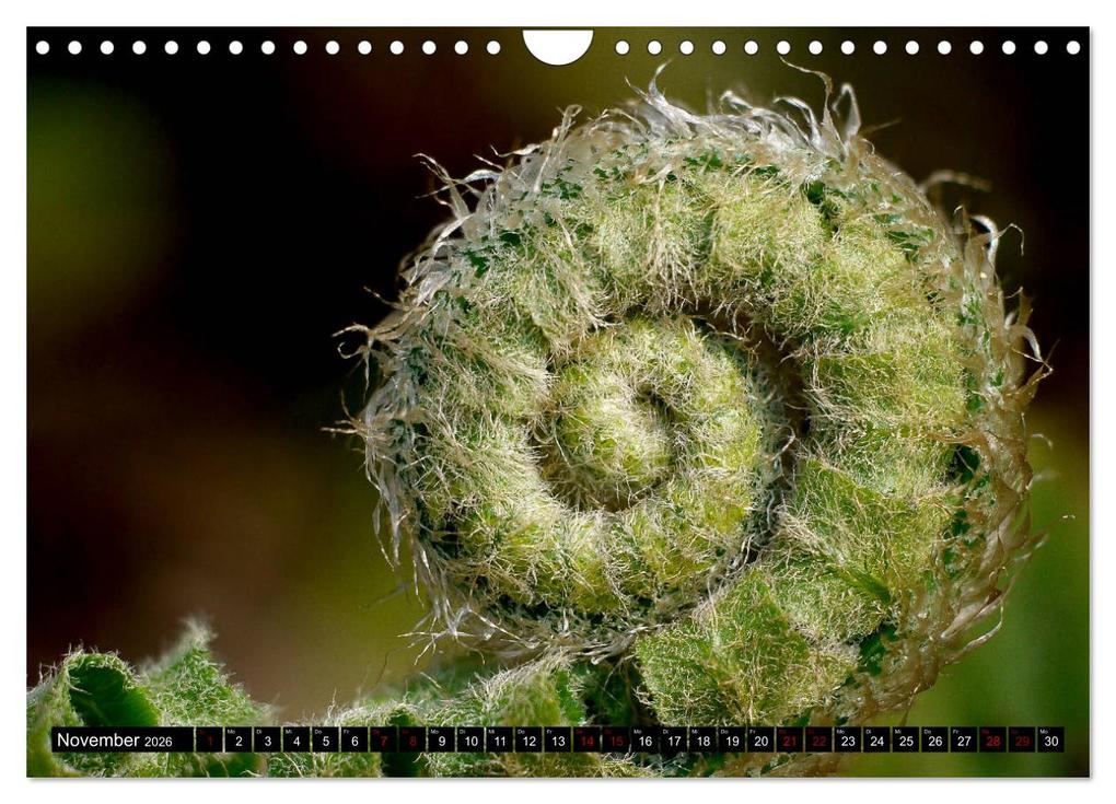 Weitere Ansicht: Die im Schatten wachsen - Farne (Wandkalender 2026 DIN A4 quer), CALVENDO Monatskalender | Calvendo, Pörli Won