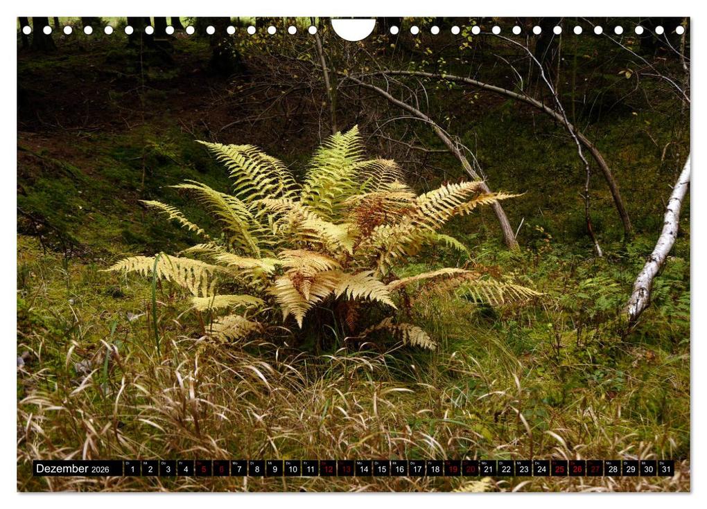 Weitere Ansicht: Die im Schatten wachsen - Farne (Wandkalender 2026 DIN A4 quer), CALVENDO Monatskalender | Calvendo, Pörli Won