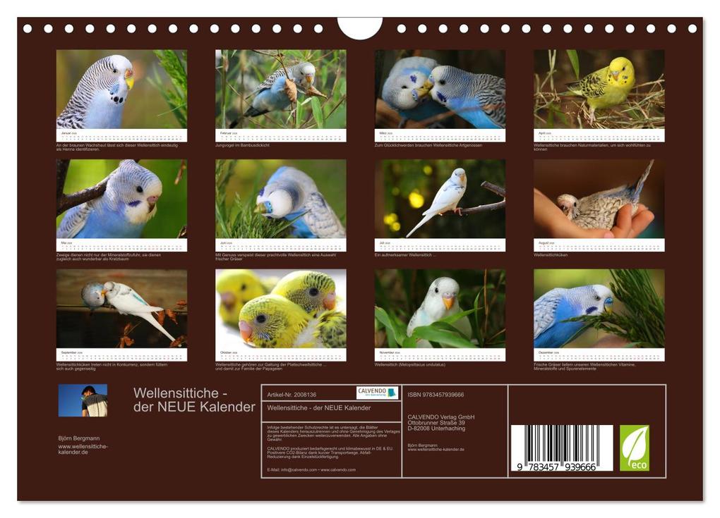 Weitere Ansicht: Wellensittiche - der NEUE Kalender (Wandkalender 2026 DIN A4 quer), CALVENDO Monatskalender | Calvendo, Björn Bergmann