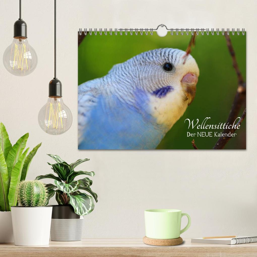 Weitere Ansicht: Wellensittiche - der NEUE Kalender (Wandkalender 2026 DIN A4 quer), CALVENDO Monatskalender | Calvendo, Björn Bergmann