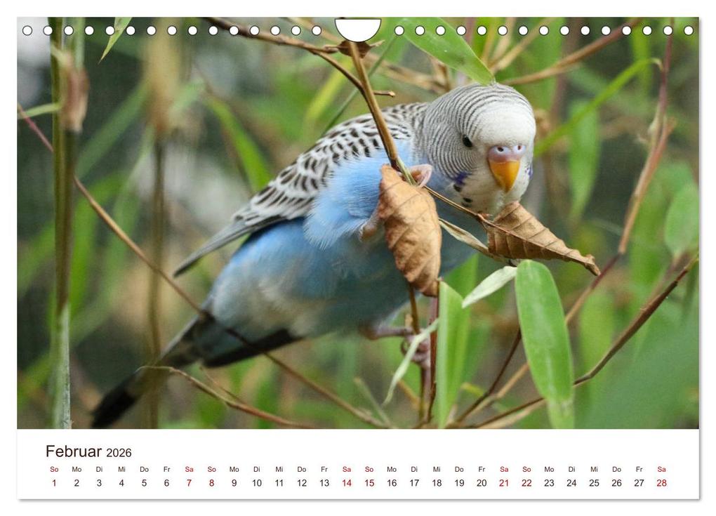 Weitere Ansicht: Wellensittiche - der NEUE Kalender (Wandkalender 2026 DIN A4 quer), CALVENDO Monatskalender | Calvendo, Björn Bergmann