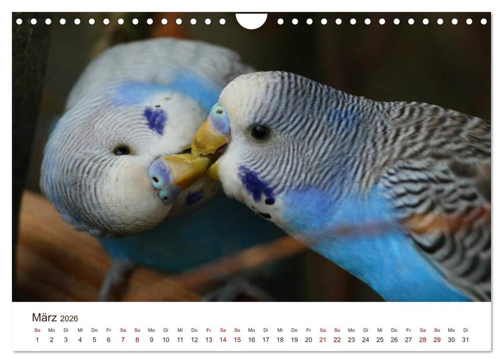 Weitere Ansicht: Wellensittiche - der NEUE Kalender (Wandkalender 2026 DIN A4 quer), CALVENDO Monatskalender | Calvendo, Björn Bergmann