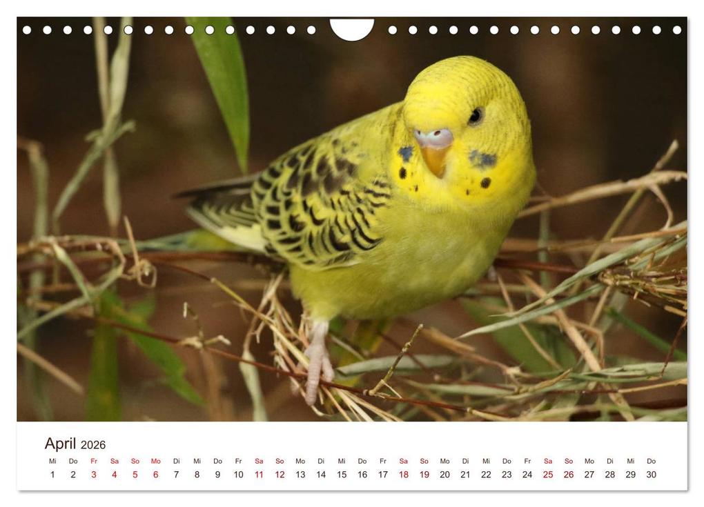 Weitere Ansicht: Wellensittiche - der NEUE Kalender (Wandkalender 2026 DIN A4 quer), CALVENDO Monatskalender | Calvendo, Björn Bergmann