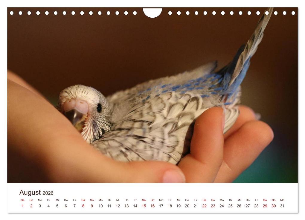 Weitere Ansicht: Wellensittiche - der NEUE Kalender (Wandkalender 2026 DIN A4 quer), CALVENDO Monatskalender | Calvendo, Björn Bergmann