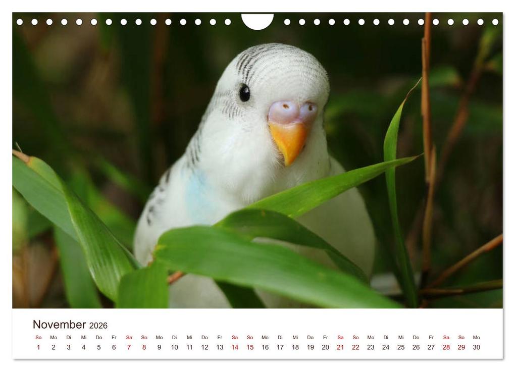 Weitere Ansicht: Wellensittiche - der NEUE Kalender (Wandkalender 2026 DIN A4 quer), CALVENDO Monatskalender | Calvendo, Björn Bergmann
