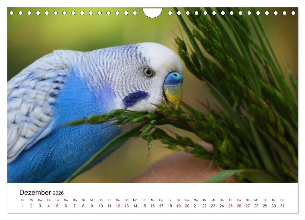 Weitere Ansicht: Wellensittiche - der NEUE Kalender (Wandkalender 2026 DIN A4 quer), CALVENDO Monatskalender | Calvendo, Björn Bergmann