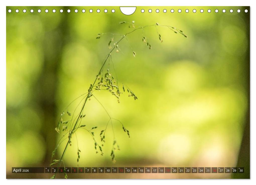 Weitere Ansicht: Feng Shui Farben - Element: Holz (Wandkalender 2026 DIN A4 quer), CALVENDO Monatskalender | Calvendo, Sonja Teßen