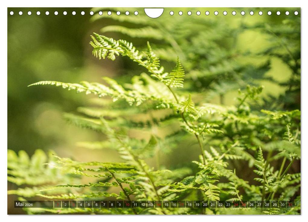 Weitere Ansicht: Feng Shui Farben - Element: Holz (Wandkalender 2026 DIN A4 quer), CALVENDO Monatskalender | Calvendo, Sonja Teßen