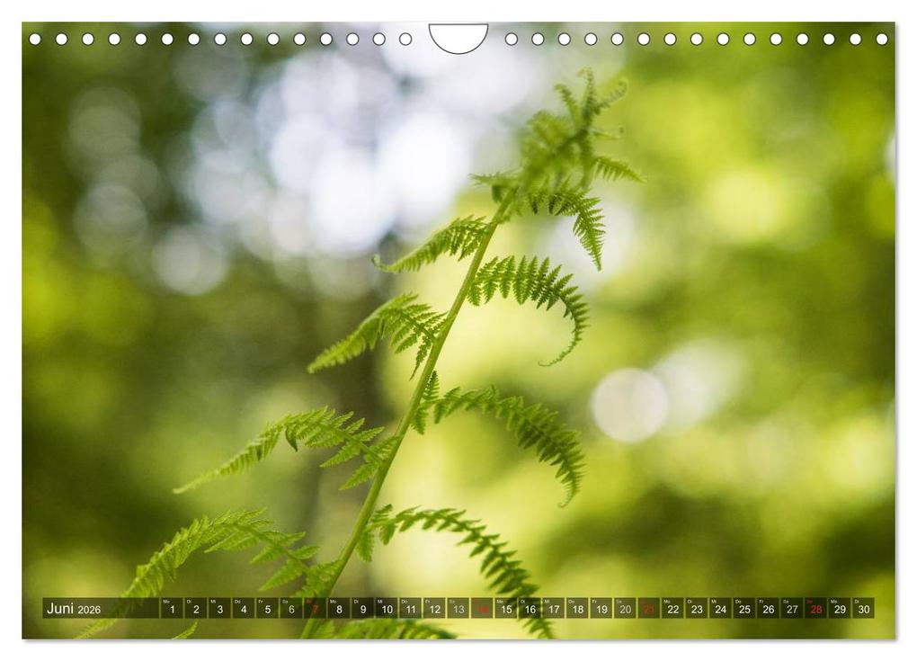 Weitere Ansicht: Feng Shui Farben - Element: Holz (Wandkalender 2026 DIN A4 quer), CALVENDO Monatskalender | Calvendo, Sonja Teßen