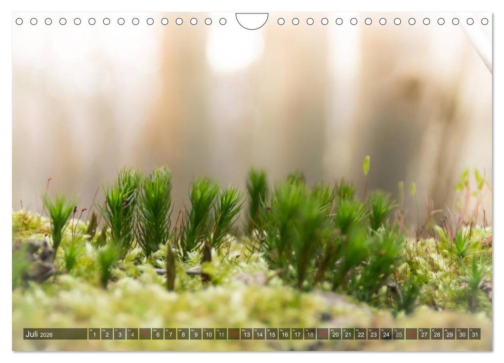 Weitere Ansicht: Feng Shui Farben - Element: Holz (Wandkalender 2026 DIN A4 quer), CALVENDO Monatskalender | Calvendo, Sonja Teßen
