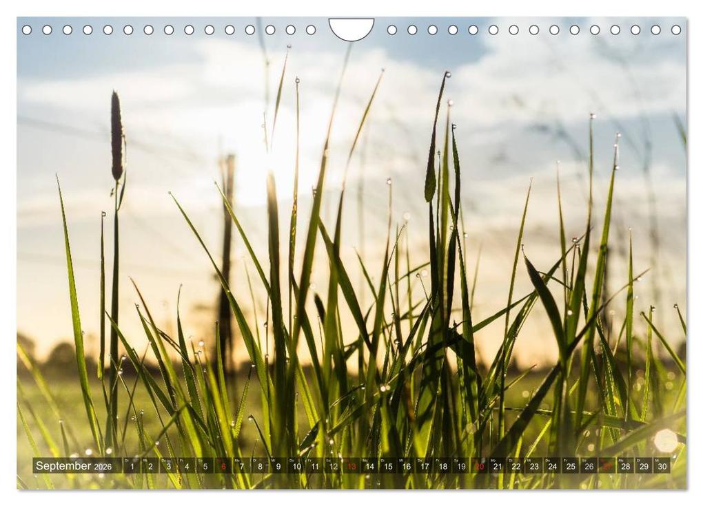 Weitere Ansicht: Feng Shui Farben - Element: Holz (Wandkalender 2026 DIN A4 quer), CALVENDO Monatskalender | Calvendo, Sonja Teßen