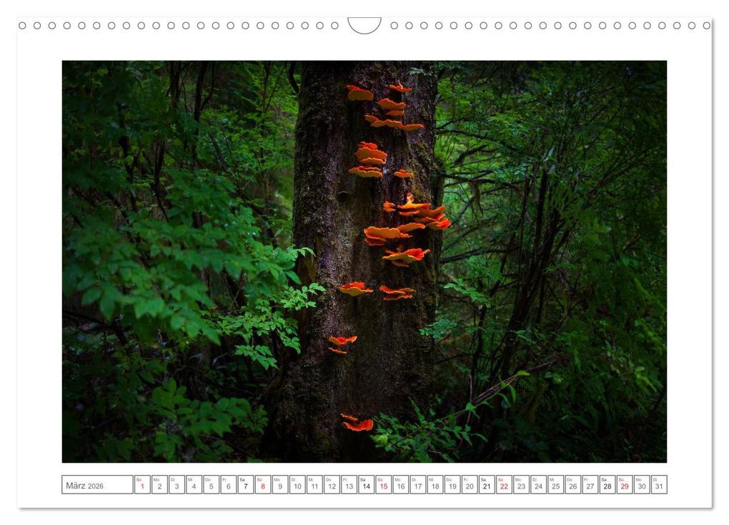 Weitere Ansicht: Vancouver Island (Wandkalender 2026 DIN A3 quer), CALVENDO Monatskalender | Calvendo, Boris Buschardt