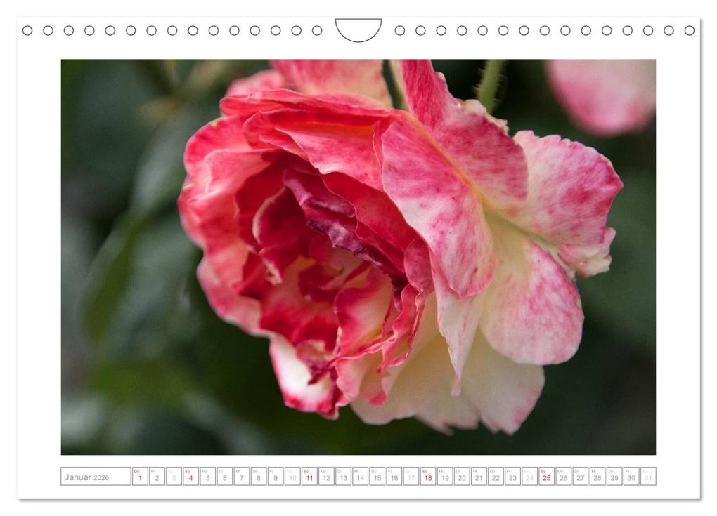 Weitere Ansicht: Rosen Schleswig-Holsteins (Wandkalender 2026 DIN A4 quer), CALVENDO Monatskalender | Calvendo, Antje Kügler
