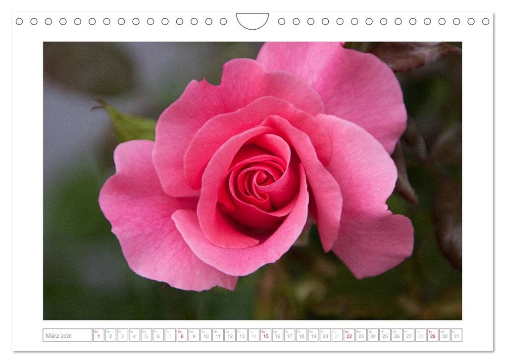 Weitere Ansicht: Rosen Schleswig-Holsteins (Wandkalender 2026 DIN A4 quer), CALVENDO Monatskalender | Calvendo, Antje Kügler